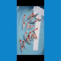 mixs tanco cut 1 minggu. 15an cm 21 ekor