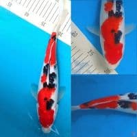 Red Sanke Inazuma Tsubozumi