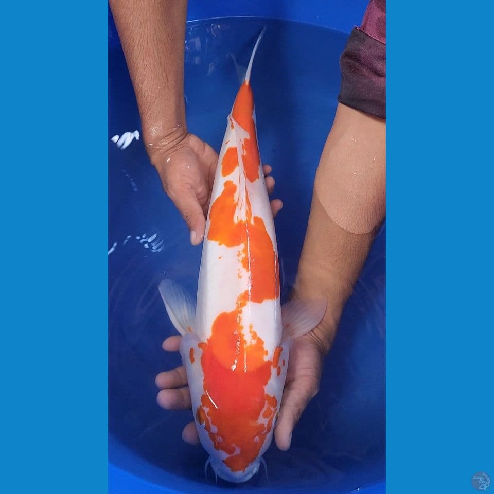 51cm kohaku doit JUMBO