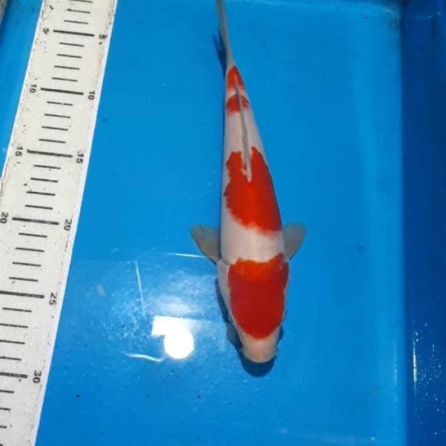 KOHAKU 25 CM