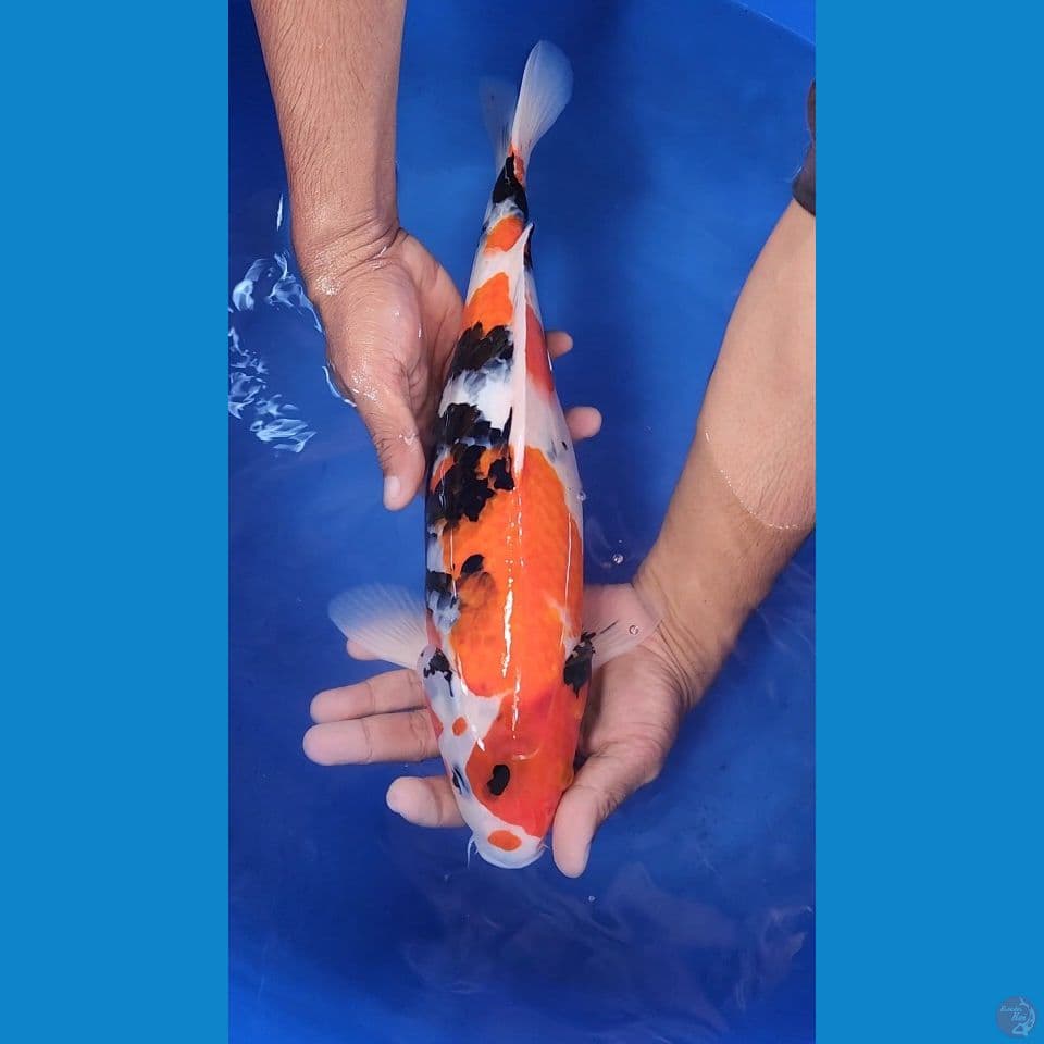 40cm F1 Showa Isa