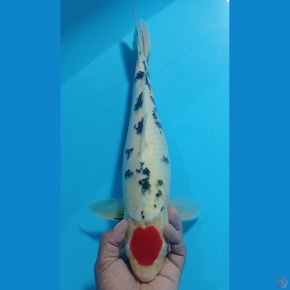 TANCO SANKE 45CM