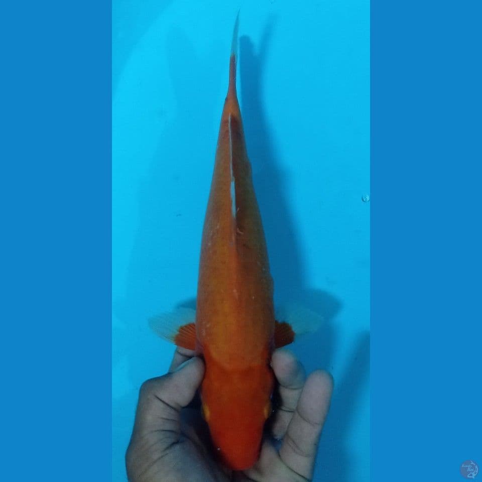 HAJIRO 32CM