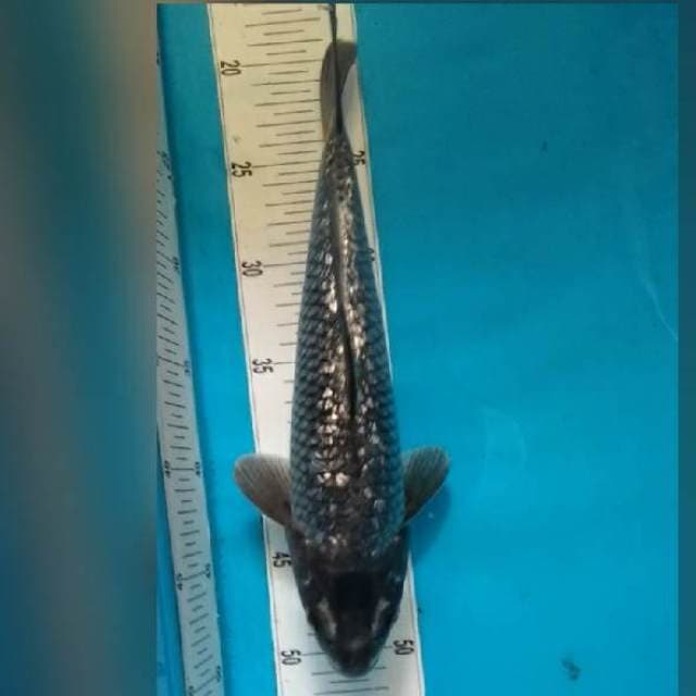 Saragoi 30 cm
