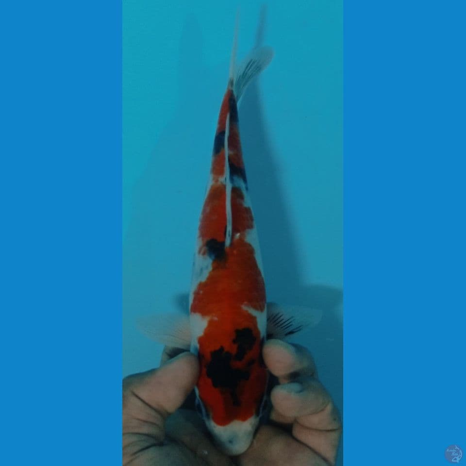 showa 25cm