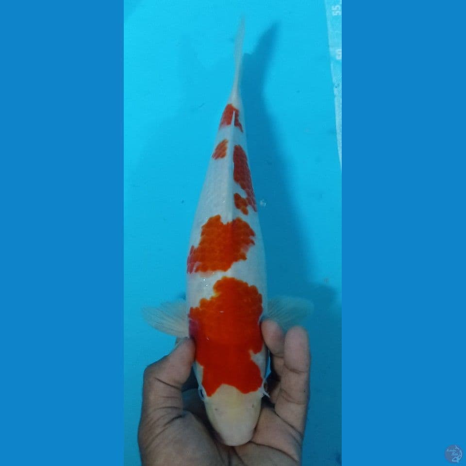 KOHAKU F1 35CM