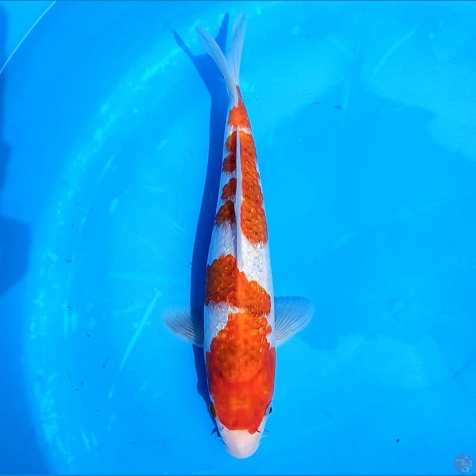 AI GOROMO GINRIN 27CM