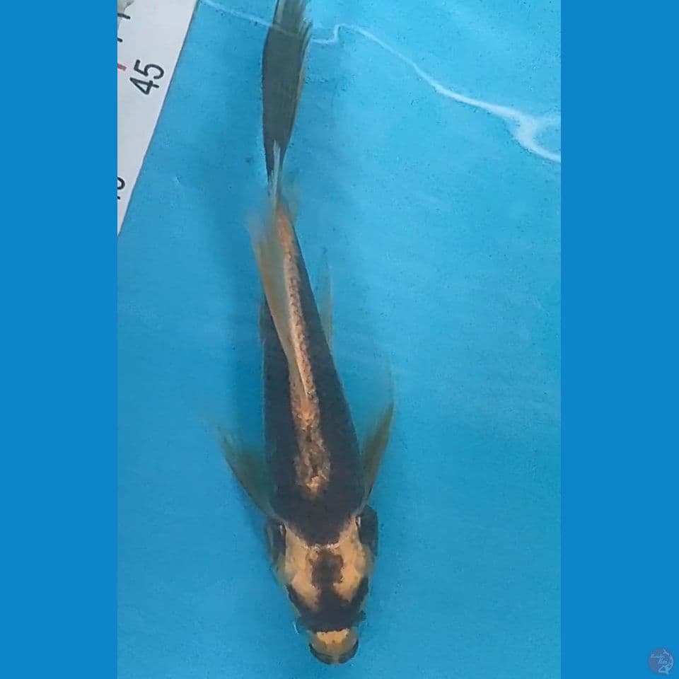 kumpay kin kabuto 25cm
