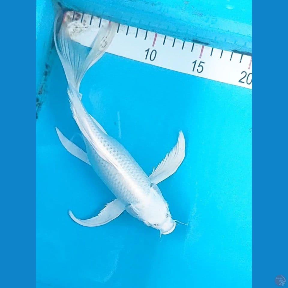 kumpay platinum 25cm