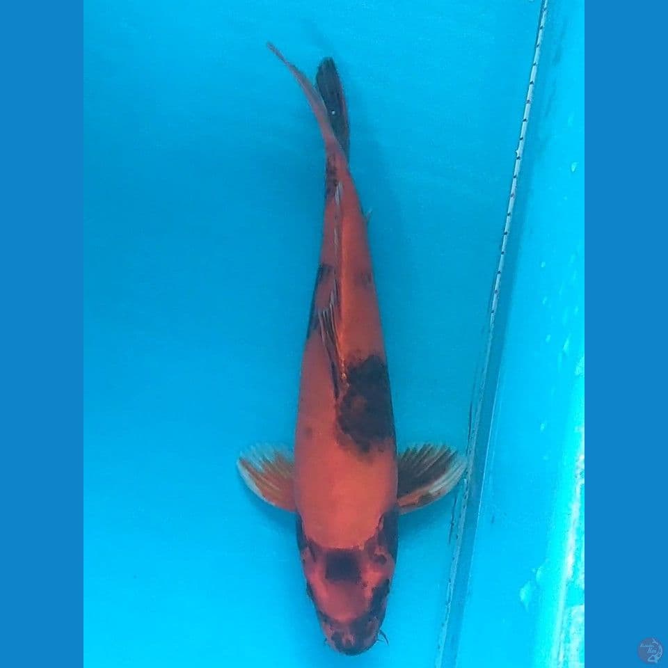 hi Utsuri 29cm