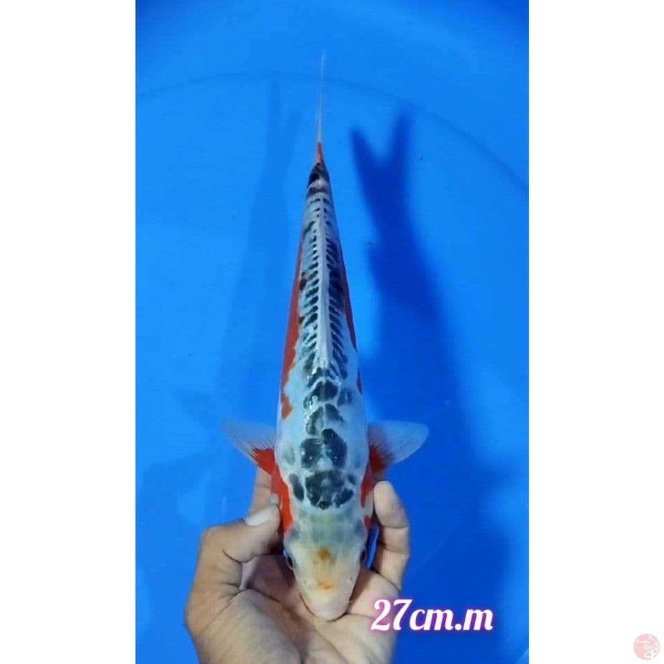 hana shusui size : 27cm.m
