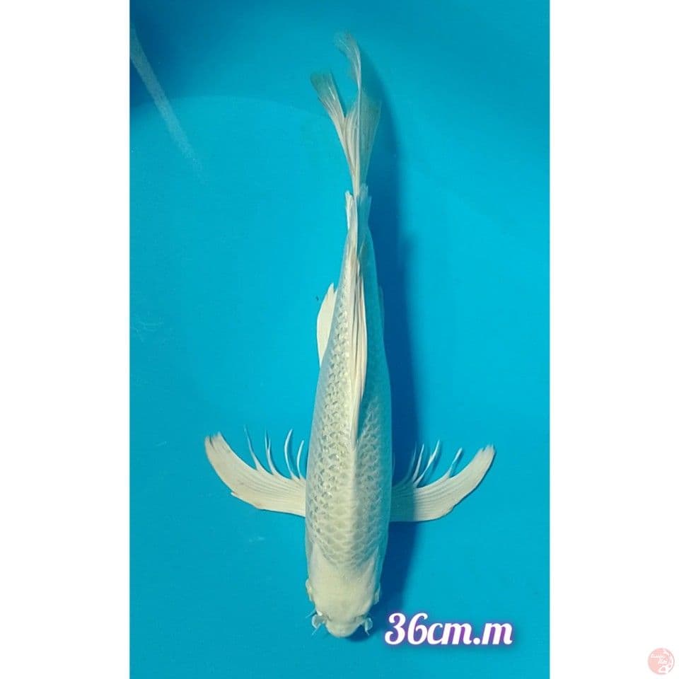 kumpay platinum size : 36cm.m