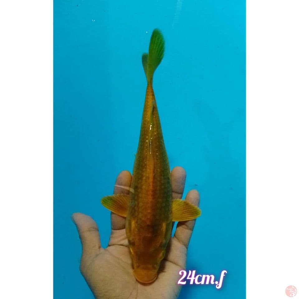 karamel size :24 cm.f