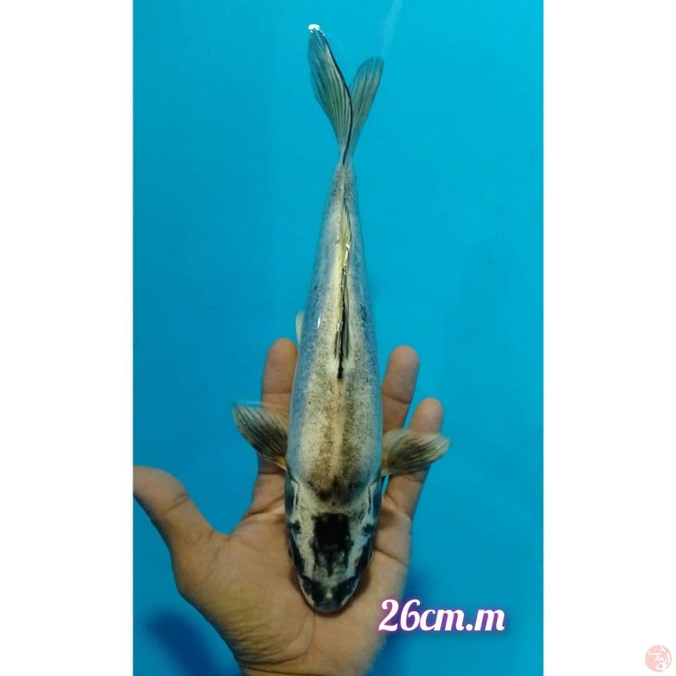 kiko kuryu size : 26 cm.m