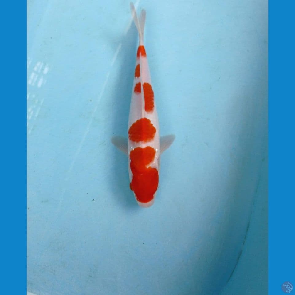 kohaku, 26 cm