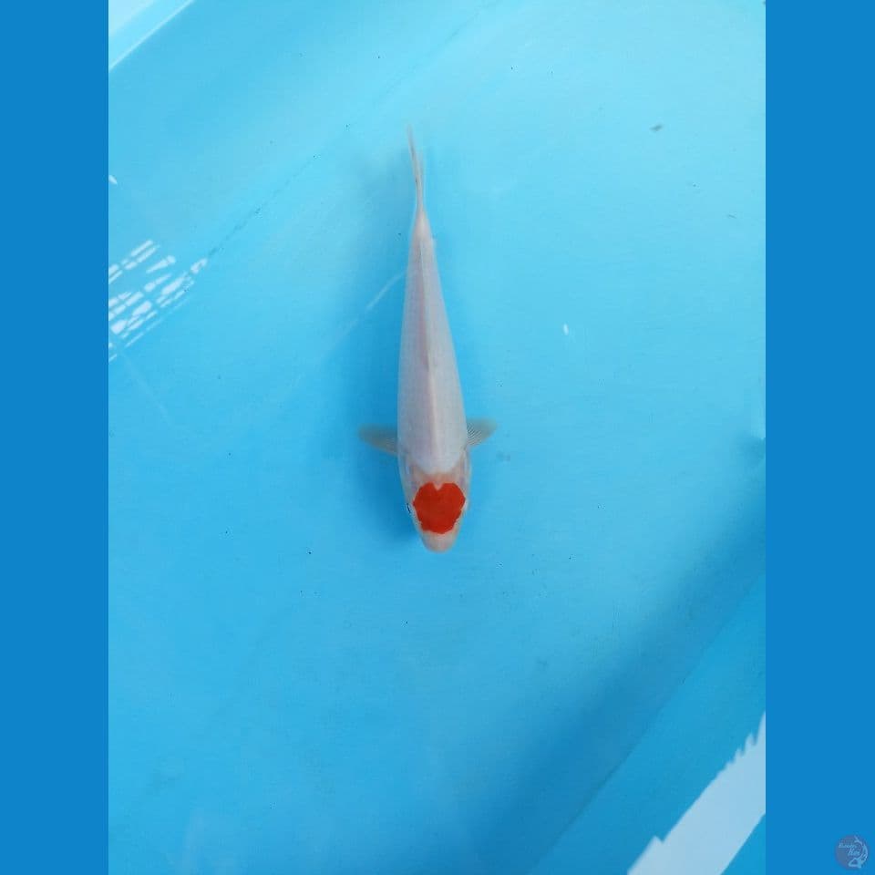 Tancho 23cm