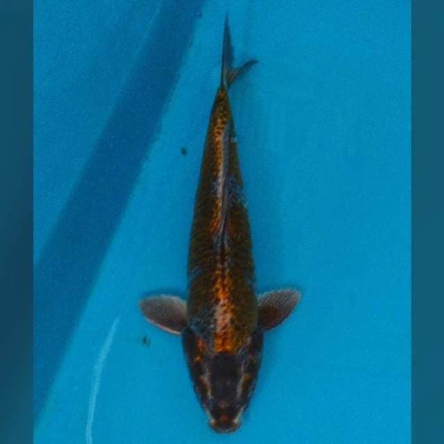 28CM - RARE - DARK DRAGON COPPER - M