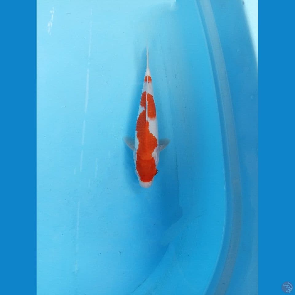 Kohaku 25cm