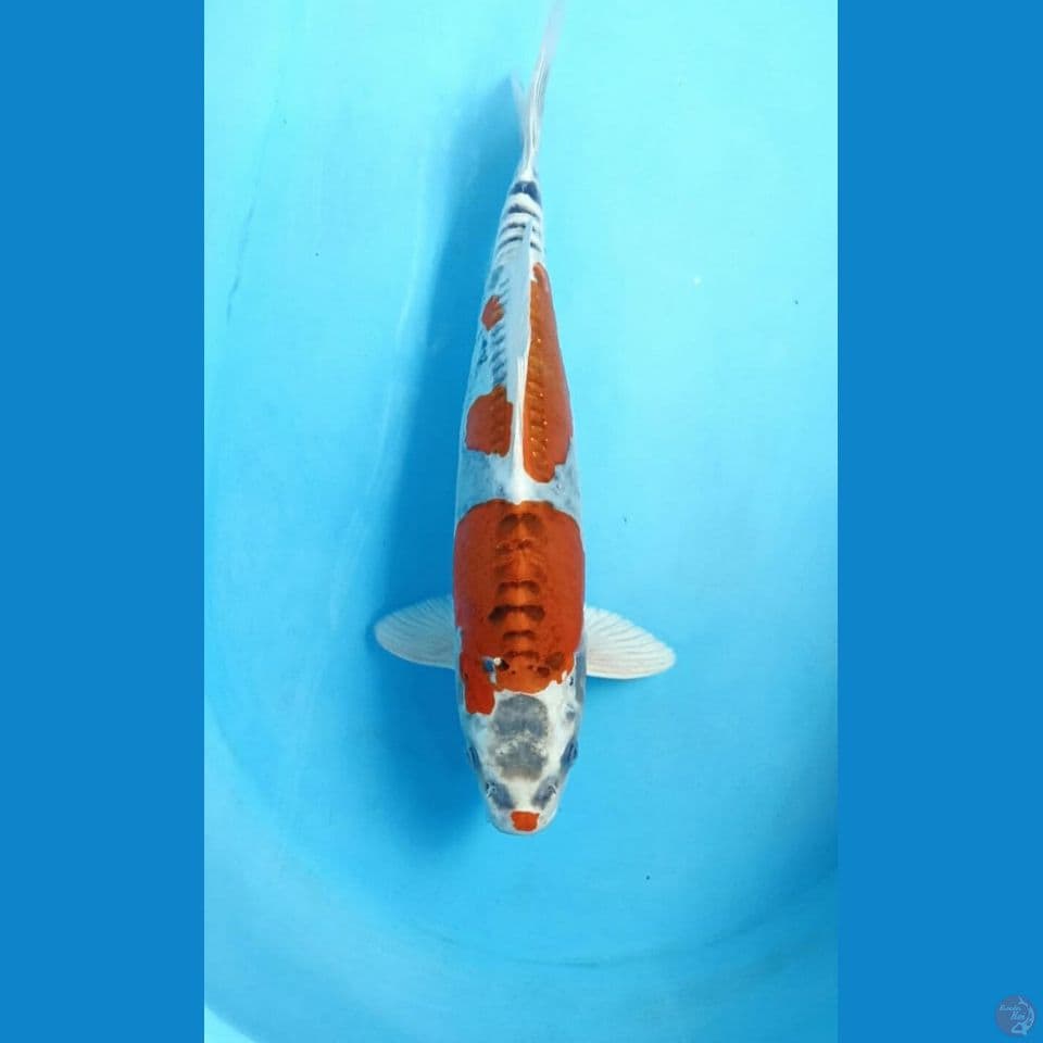 Kiko 35cm