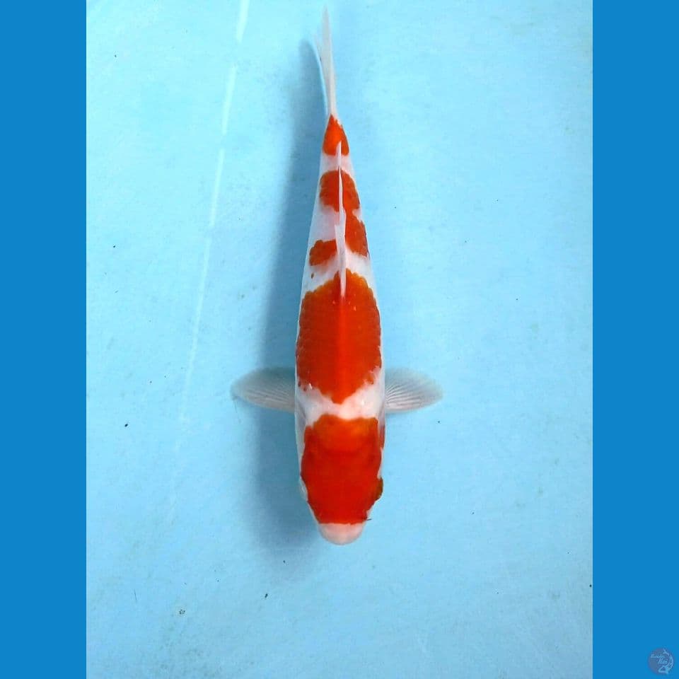 kohaku, 23 cm