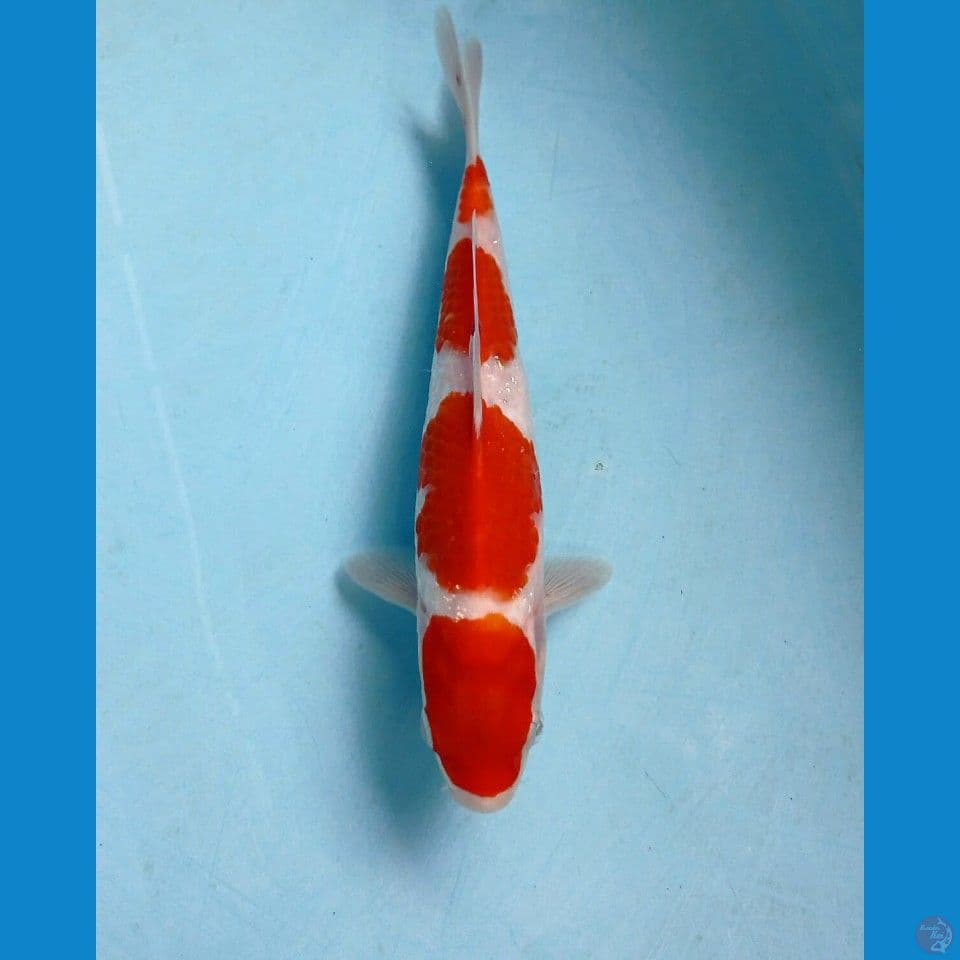 kohaku, 21 cm