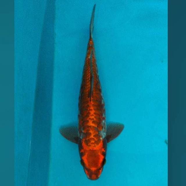 35CM - NAGA TEMBAGA HIKARI - F
