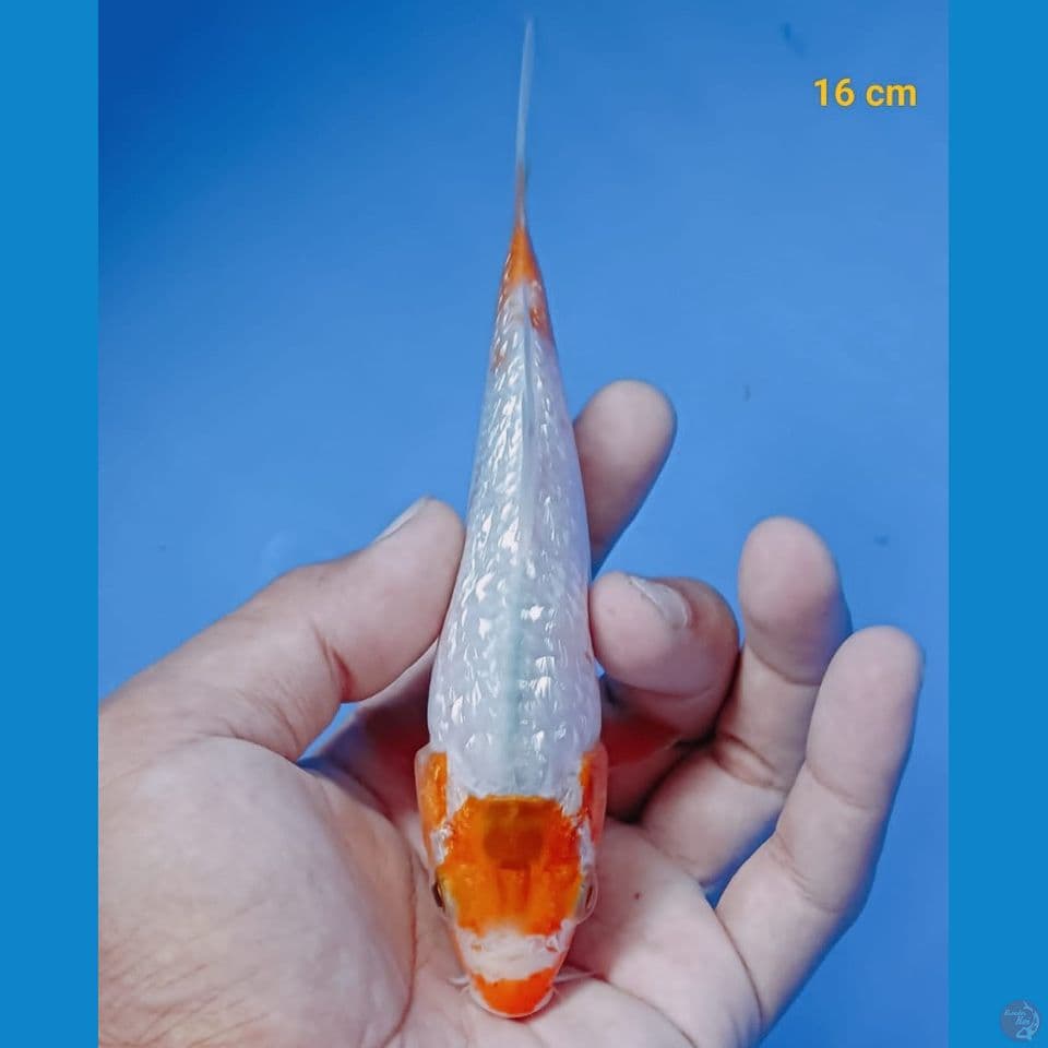 maruten asagi ginrin 16cm