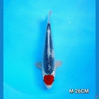 tc goshiki original male 26cm