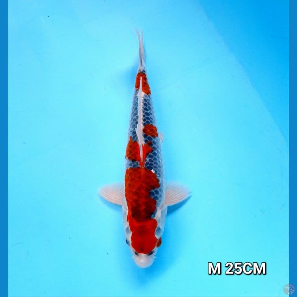 goshiki original 25cm male