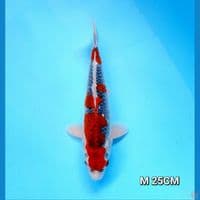 goshiki original 25cm male