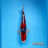 goshiki original male 28cm