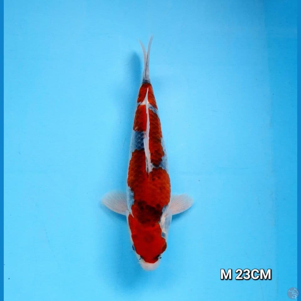 goshiki original male 23cm