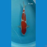 Kohaku 31cm