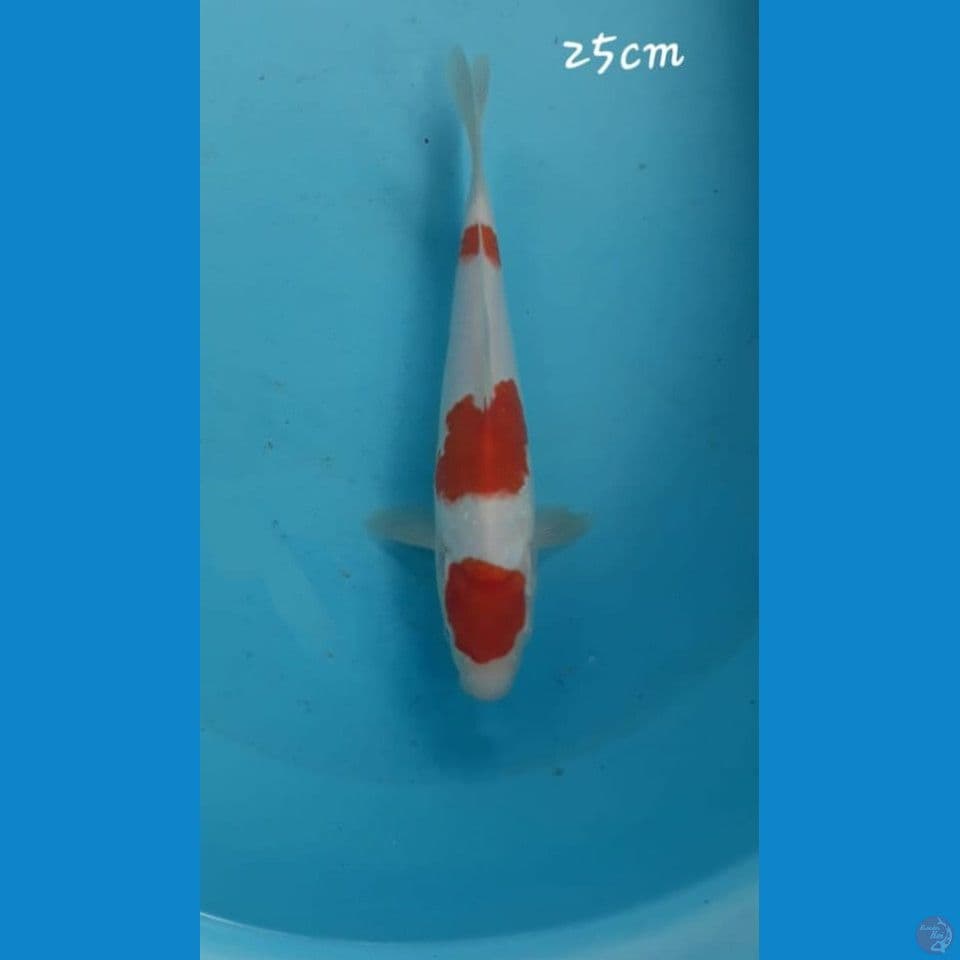 Kohaku 25cm