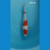 Kohaku 25cm