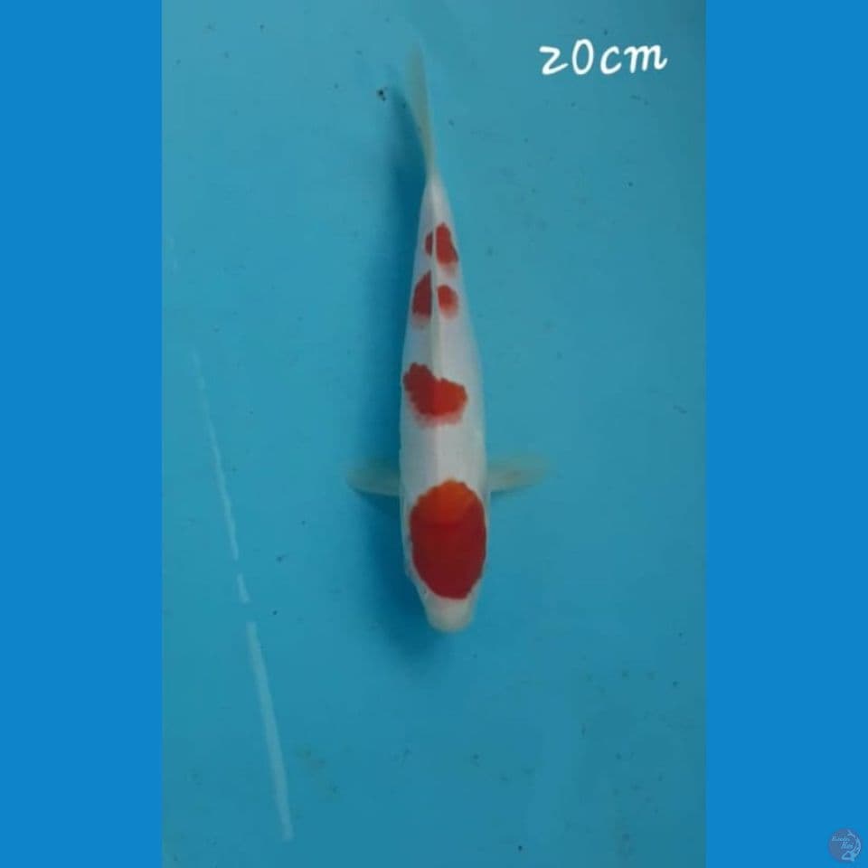 Kohaku 20cm