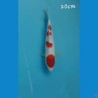 Kohaku 20cm