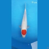 Tancho Kohaku 31cm