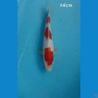 Kohaku 24cm