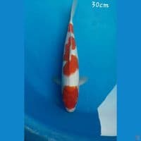 Kohaku 30cm