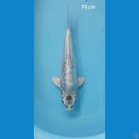 kikokuryu 35cm