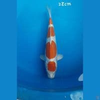 kikushui 28cm