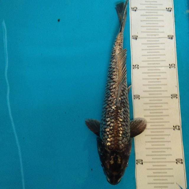 28CM - SUMINAGASHI GINRIN - F