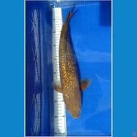 Chagoi Gindrin jantan 39cm