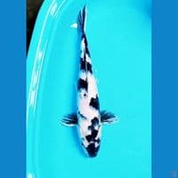 Shiro jozz 50cm
