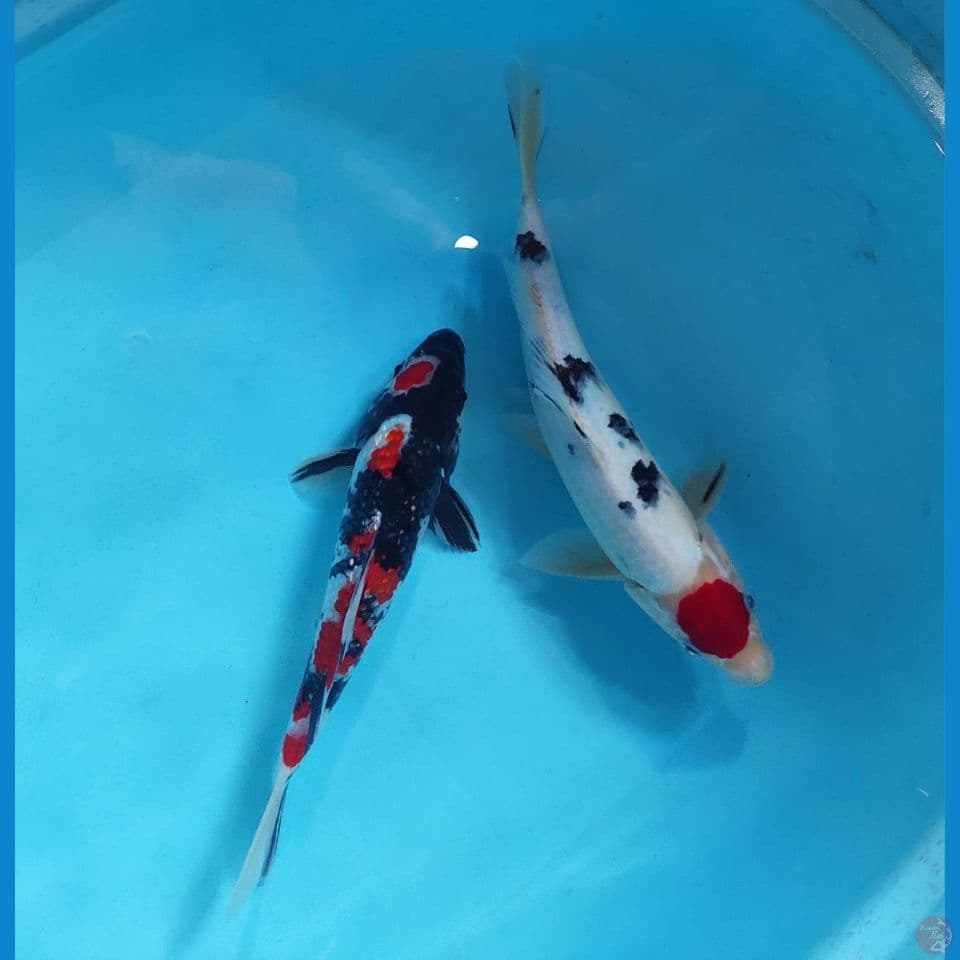 mix 25 & 30 cm