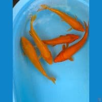 paket 5 ekor 28-30cm