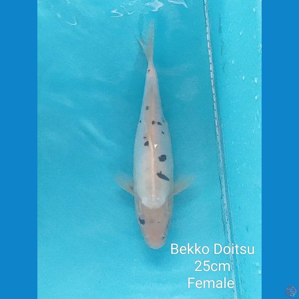 Kode 7