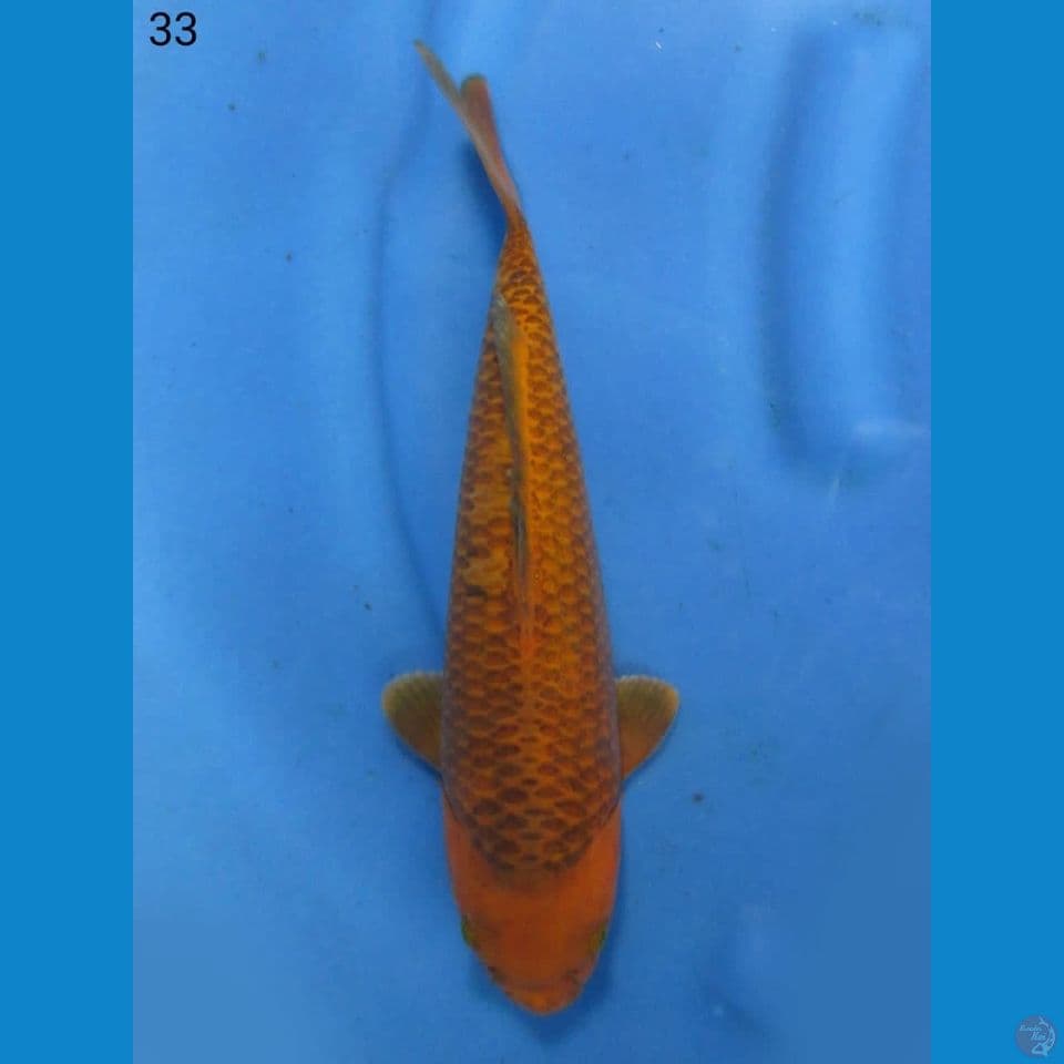 33cm - Jinak 1 