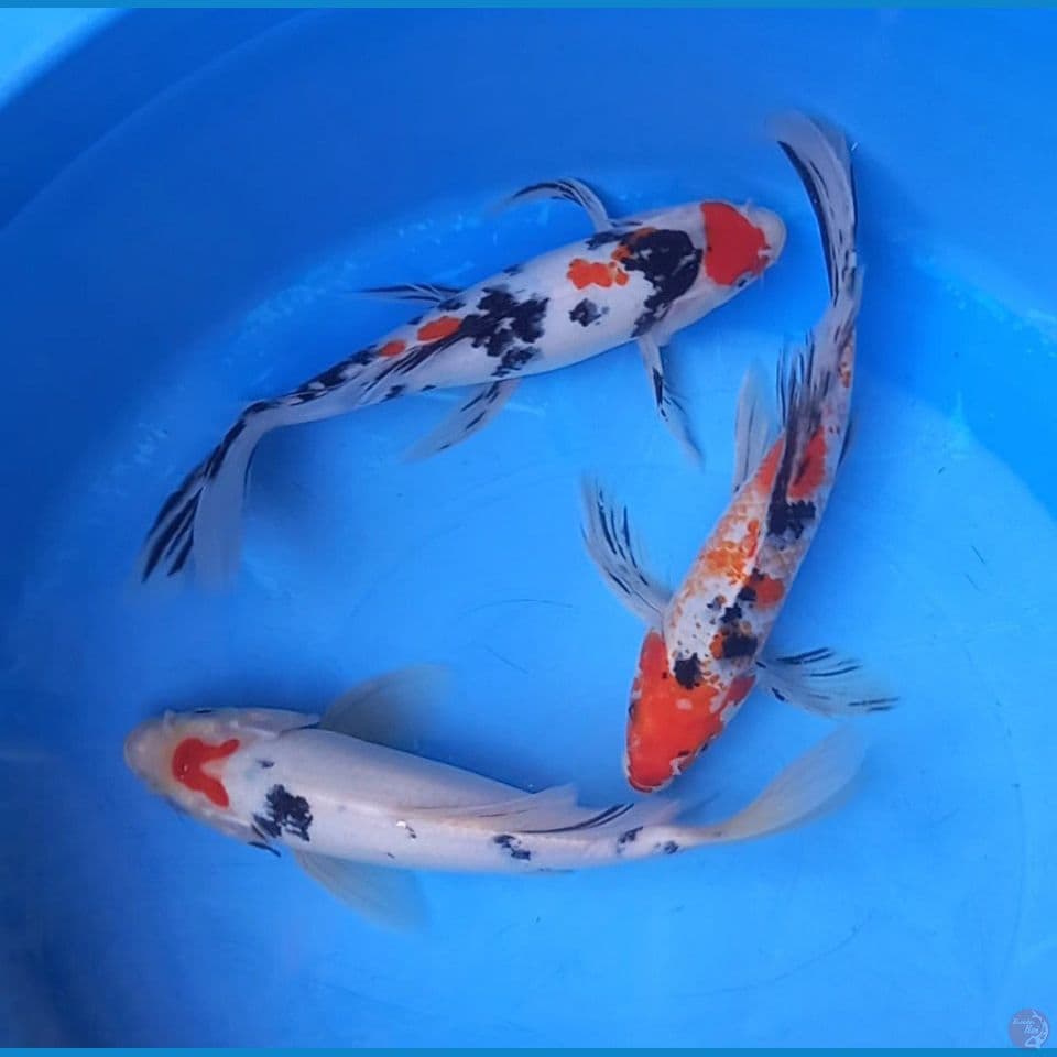 KUMPAI SANKE 27-28CM